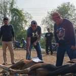 qurban