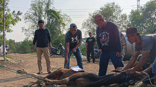 qurban